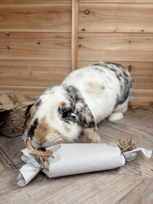 Bunny BonBon