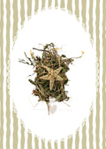 Stargazer Nest